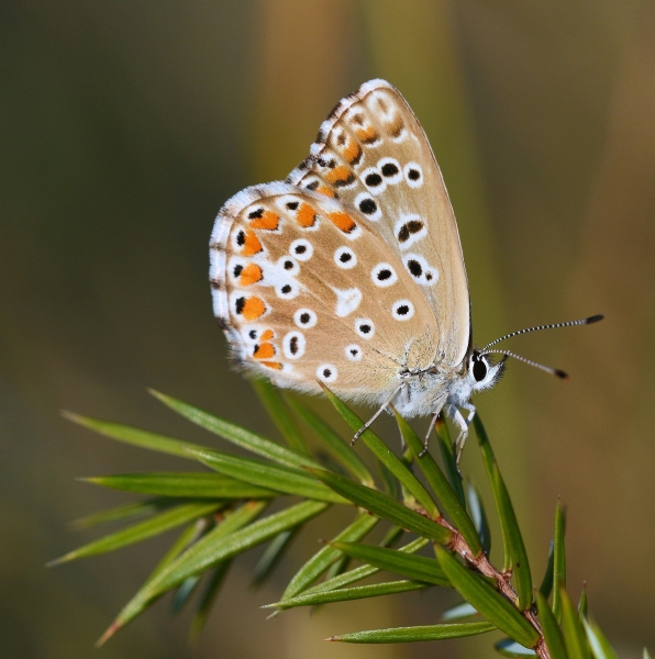 Polyommatus hispanus, Lycaenidae